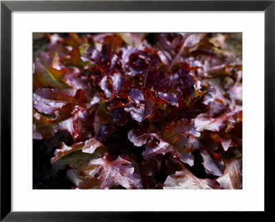 Lettuce Red Salad Bowl, Close-Up Of Red Curley Leaves by Susie Mccaffrey Pricing Limited Edition Print image