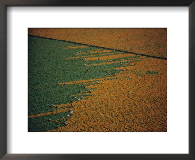 Aerial View Of Workers In A Marigold Field by W. E. Garrett Pricing Limited Edition Print image