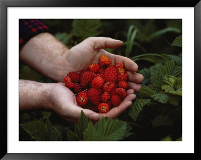 A Man Holding Salmonberries by Steve Raymer Pricing Limited Edition Print image