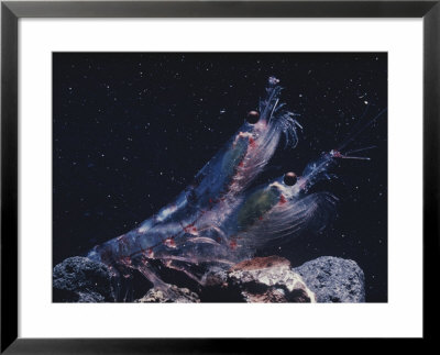 Krill Are The Primary Member Of The Antarctic Marine Food Chain by Bill Curtsinger Pricing Limited Edition Print image