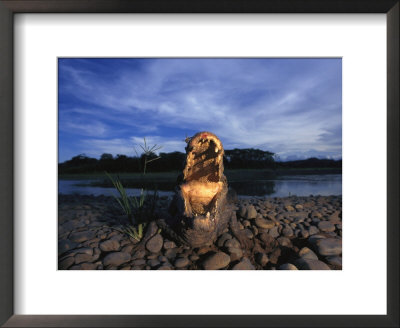 Close View Of A Caiman With Gaping Jaws by Joel Sartore Pricing Limited Edition Print image