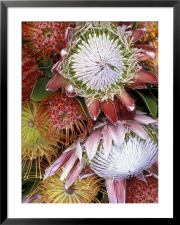 Protea Flower Design, Maui, Hawaii, Usa by Darrell Gulin Pricing Limited Edition Print image
