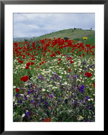 Poppies And Wildflowers On Roadside Between Konya And Antalya, Konya, Turkey by Diana Mayfield Pricing Limited Edition Print image
