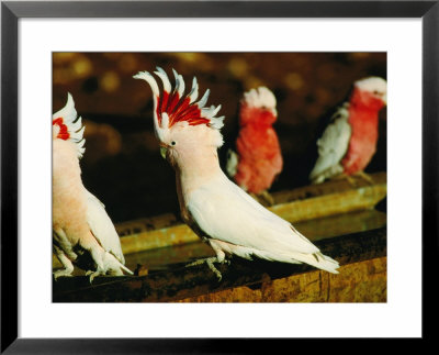 Major Mitchell Cockatoos (Cacatua Leadbeaters), Currawinya National Park, Queensland, Australia by Mitch Reardon Pricing Limited Edition Print image
