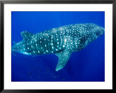 Whale Shark, Galapagos Islands National Park, Ecuador by Stuart Westmoreland Pricing Limited Edition Print image