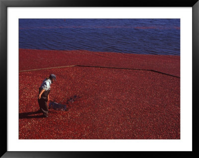 Cranberry Harvest, Middleboro, Massachusetts, Usa by Rob Tilley Pricing Limited Edition Print image