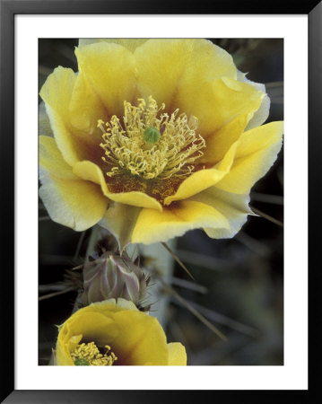 Engelmann's Prickly Pear, Saguaro National Park, Arizona, Usa by Kristin Mosher Pricing Limited Edition Print image