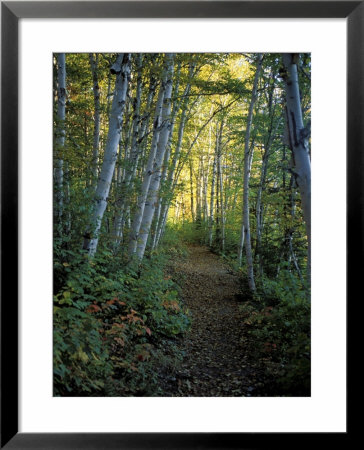 White Birch And Yellow Leaves In The White Mountains, New Hampshire, Usa by Jerry & Marcy Monkman Pricing Limited Edition Print image