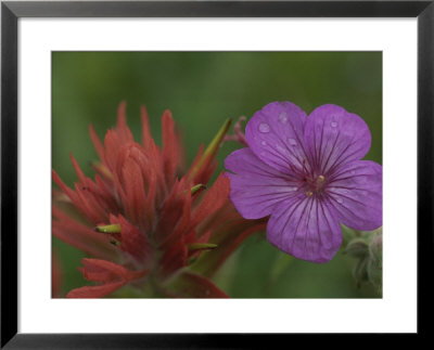 Indian Paintbrush And Wild Geranium (Right) by Norbert Rosing Pricing Limited Edition Print image