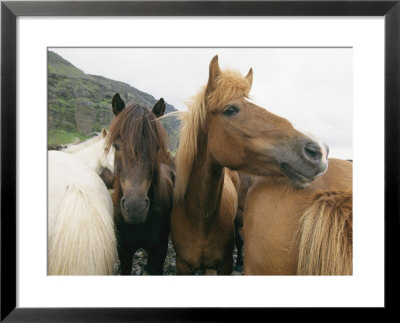 Horses Stand Close To One Another by Sisse Brimberg Pricing Limited Edition Print image