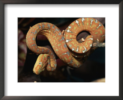 A Captive Amazon Emerald Tree Boa Coils Itself Around A Branch by Roy Toft Pricing Limited Edition Print image