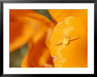 A Goldenrod Spider Waits For Prey On A California Poppy Flower by Rich Reid Pricing Limited Edition Print image