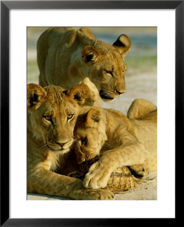 Young Lions Investigate A Leopard Tortoise by Beverly Joubert Pricing Limited Edition Print image