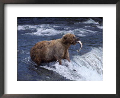A Grizzly Bear Cub Catches A Fish From A Waterfall by Paul Nicklen Pricing Limited Edition Print image