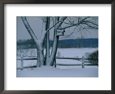 Snow Blankets A Tree And Birdhouse by Raymond Gehman Pricing Limited Edition Print image
