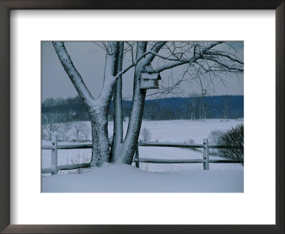 Snow Blankets A Tree And Birdhouse by Raymond Gehman Pricing Limited Edition Print image