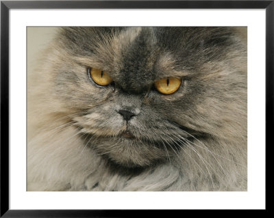 Close View Of A Grey Himalayan Cat by Brian Gordon Green Pricing Limited Edition Print image