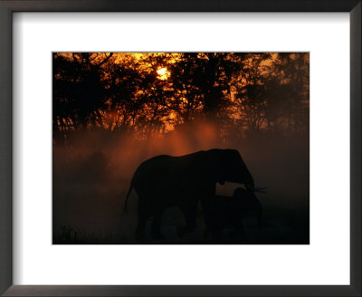 African Elephant At Dusk by Beverly Joubert Pricing Limited Edition Print image