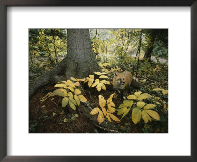 A Red Fox On Isle Royale In Lake Superior, Autumn Woodland by Annie Griffiths Belt Pricing Limited Edition Print image