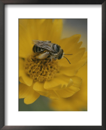 A Bee Gathers Nectar And Pollen From A Yellow Flower by Raul Touzon Pricing Limited Edition Print image