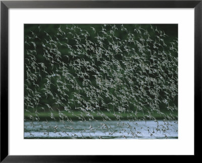 A Flock Of Western Sandpipers In Flight Over Mudflats At High Tide by Joel Sartore Pricing Limited Edition Print image