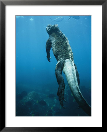 A Marine Iguana Swims Underwater by Nick Caloyianis Pricing Limited Edition Print image