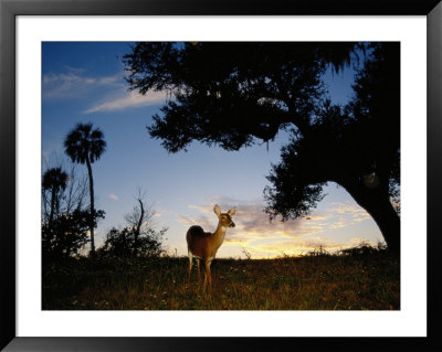 Eastern White-Tailed Deer by Raymond Gehman Pricing Limited Edition Print image