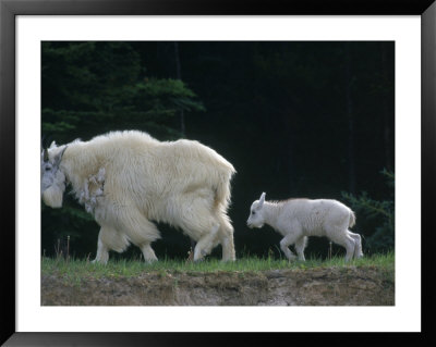 Mountain Goats (Oreamnos Americanus), Alberta, Can by Troy & Mary Parlee Pricing Limited Edition Print image