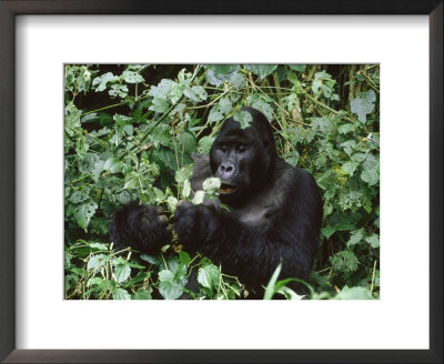 Mountain Gorilla, Gorilla Berengei by Erwin Nielsen Pricing Limited Edition Print image