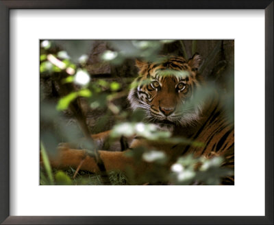 Bengal Tiger by Brian Kenney Pricing Limited Edition Print image