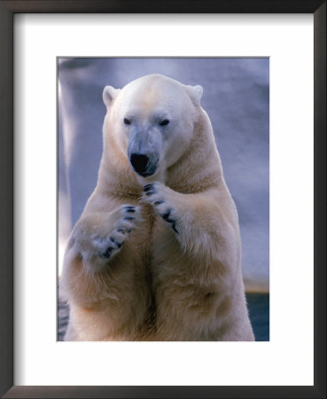 Polar Bear (Thalaretos Maritimus) by Michael Long Pricing Limited Edition Print image