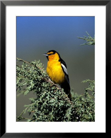 Northern Oriole by Robert Franz Pricing Limited Edition Print image