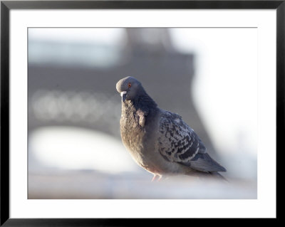 Pigeon At Eiffel Tower, Paris, France by Keith Levit Pricing Limited Edition Print image