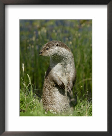 European Otter, Standing On Hind Legs, Sussex, Uk by Elliott Neep Pricing Limited Edition Print image