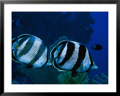Banded Butterflyfish by Larry Lipsky Pricing Limited Edition Print image