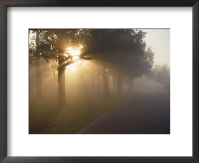 Sun Shining Through Trees Along Foggy Road by David Bitters Pricing Limited Edition Print image