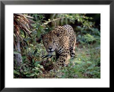 Jaguar Walking Through The Forest, Belize by Lynn M. Stone Pricing Limited Edition Print image