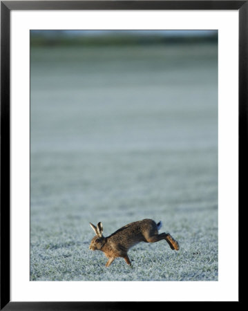 Brown Hare Running Across Frosty Field, Lancashire, Uk by Elliott Neep Pricing Limited Edition Print image