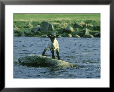 Lamb Stranded On Rock In River, Grampian Region by Mark Hamblin Pricing Limited Edition Print image
