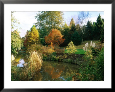 Colourful Autumn Trees Reflected In Lake, And Planting Of Cortaderia (Pampas Grass) At Lake Edge by Mark Bolton Pricing Limited Edition Print image