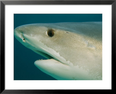 Detail Of The Head Of A Tiger Shark, Galeocerdo Cuvier by Bill Curtsinger Pricing Limited Edition Print image