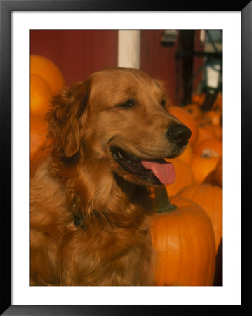 Golden Retriever Standing By Pumpkins by Fogstock Llc Pricing Limited Edition Print image