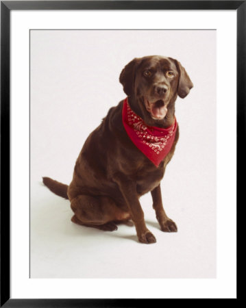 Chocolate Lab With Red Bandana by Michelle Joyce Pricing Limited Edition Print image