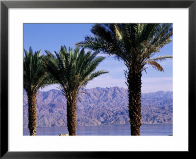 Palm Trees And Red Sea, Eilat, Israel, Middle East by Sylvain Grandadam Pricing Limited Edition Print image
