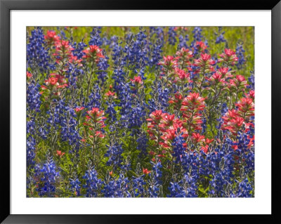 Blue Bonnets And Indian Paint Brush, Texas Hill Country, Texas, Usa by Darrell Gulin Pricing Limited Edition Print image