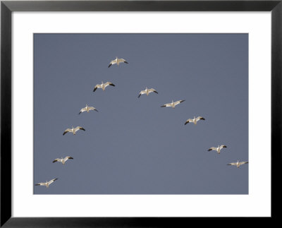 Snow Geese Flying In V-Formation by Arthur Morris Pricing Limited Edition Print image