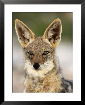 Black-Backed Jackal, Etosha National Park, Kunene, Namibia by Ariadne Van Zandbergen Pricing Limited Edition Print image