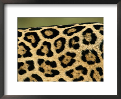 Jaguar, Close-Up Of Fur Pattern, Pantanal, Brazil by Staffan Widstrand Pricing Limited Edition Print image