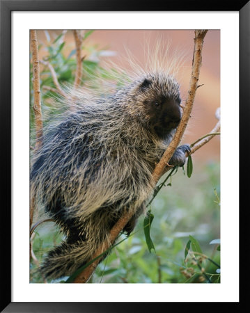 A Porcupine Perched In A Willow Tree by Bill Hatcher Pricing Limited Edition Print image