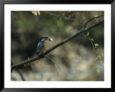 River Kingfisher Sitting On A Tree Branch With A Fish In Its Bill by Klaus Nigge Pricing Limited Edition Print image